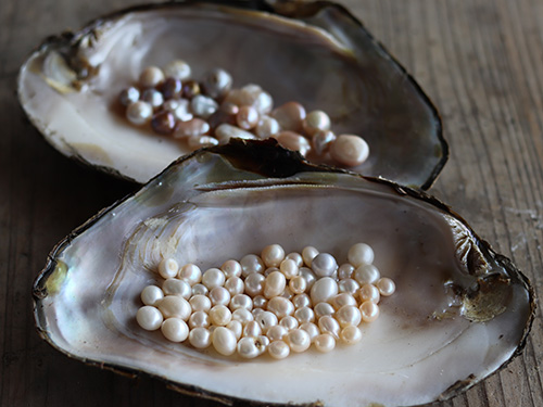 びわ湖パールイメージ