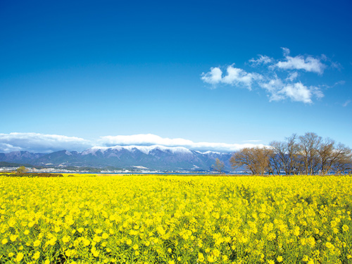 菜の花の咲き誇る比良山