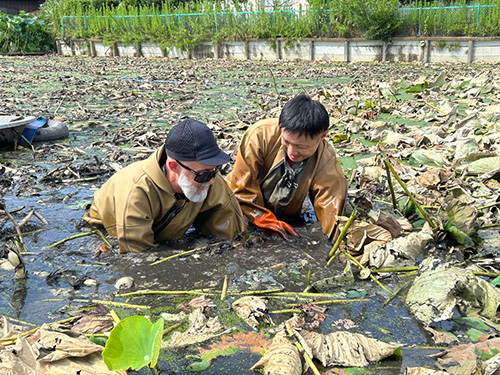 土浦れんこん掘り体験