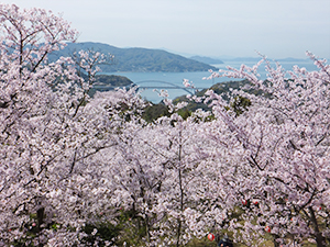 開山の花見の写真