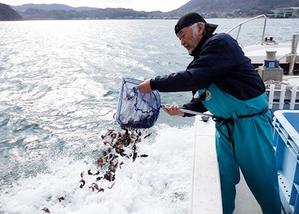 市内漁協による地元海域への稚魚放流の様子の写真