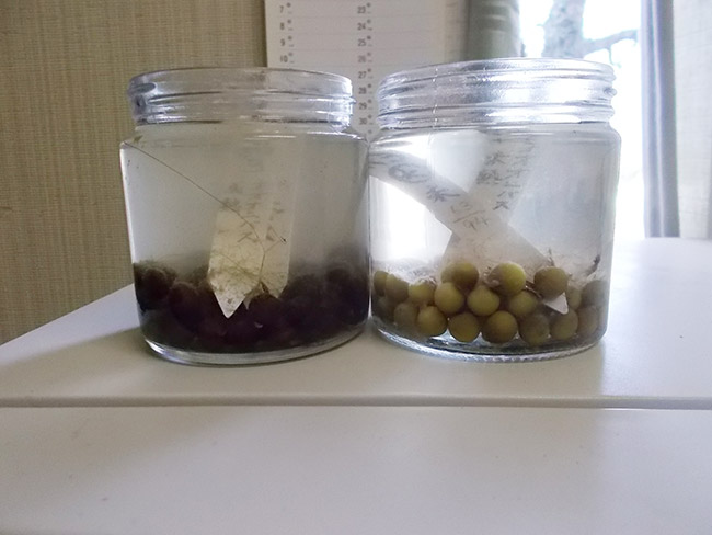 オオオニバス[2021年12月8日]