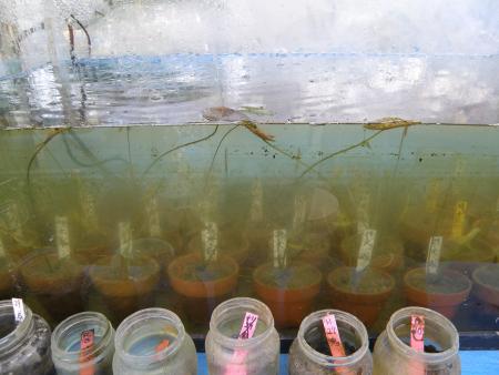 オオオニバス[2022年1月26日]