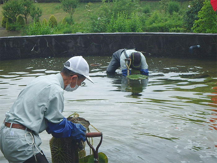 オオオニバス[2022年6月14日]1