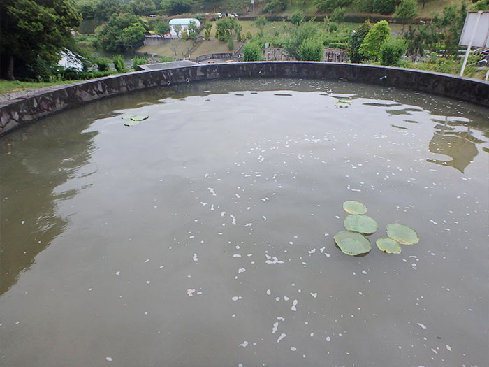 オオオニバス[2022年6月14日]2