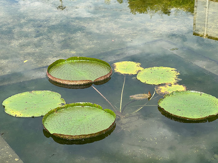 オオオニバス[2022年6月23日]1