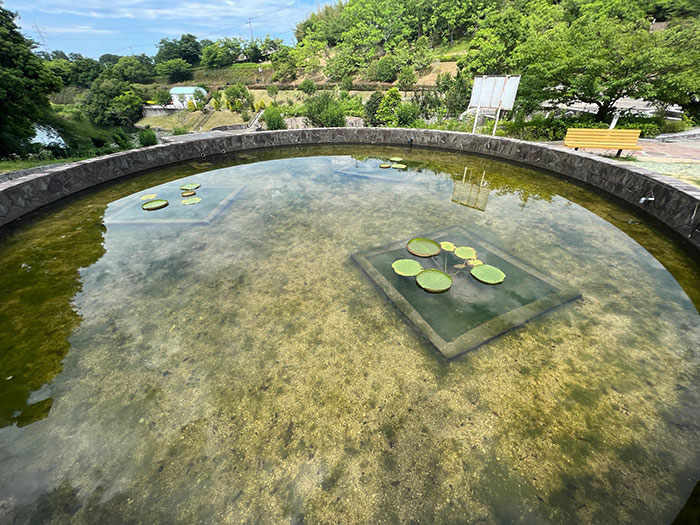 オオオニバス[2022年6月23日]2