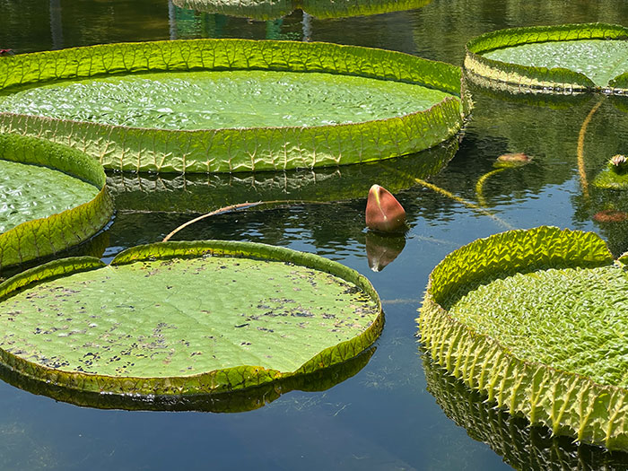 オオオニバス[2022年7月15日]