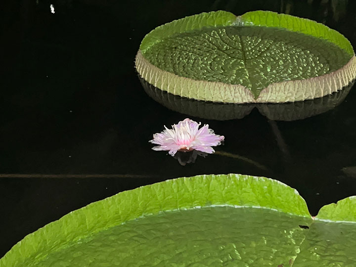 オオオニバス[2022年7月25日]