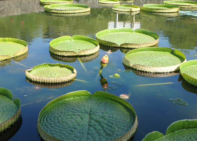 オオオニバス[2024年8月16日]