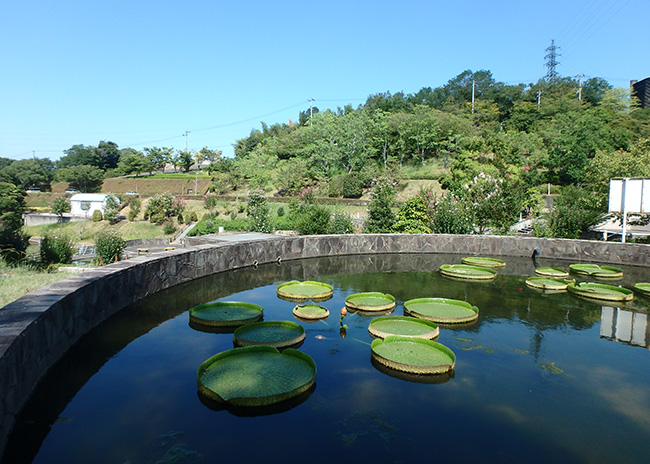 オオオニバス[2024年8月16日]