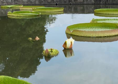 オオオニバス[2024年9月3日]