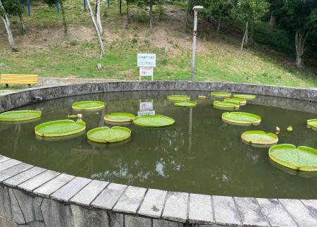 オオオニバス[2024年9月3日]