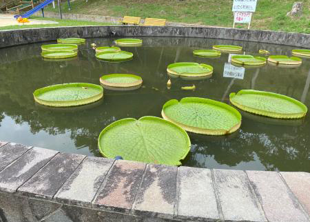 オオオニバス[2024年9月3日]