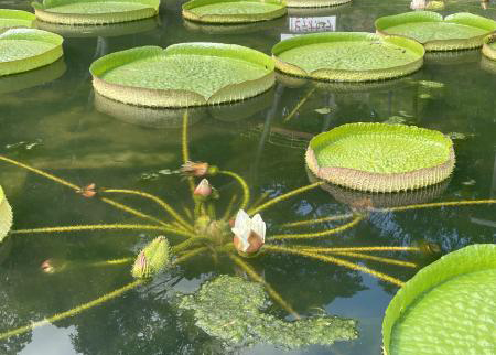 オオオニバス[2024年9月17日]