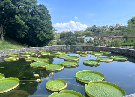 オオオニバス[2024年9月17日]