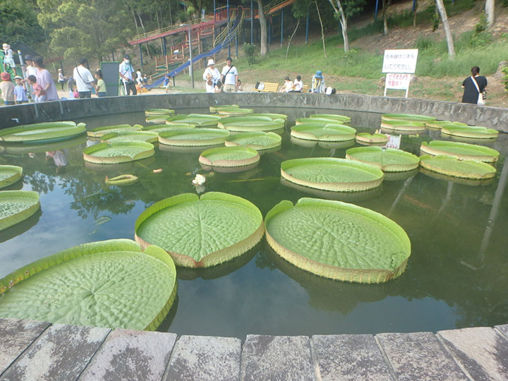 オオオニバス試乗体験1[2023年8月29日]