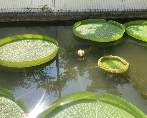 オオオニバス試乗体験5[2025年8月26日]