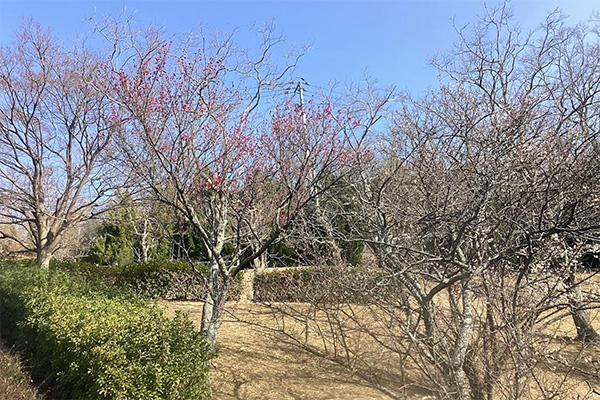 開花状況の写真1