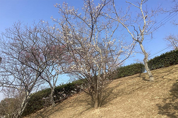 開花状況の写真2