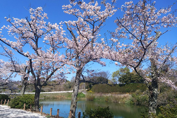 開花状況の写真3