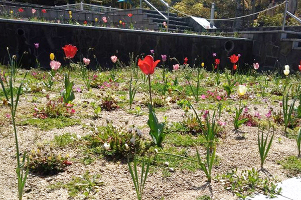 開花状況の写真4