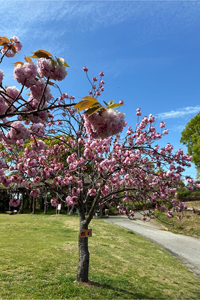 開花状況の写真1