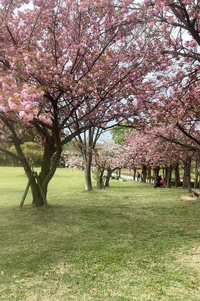 開花状況の写真2
