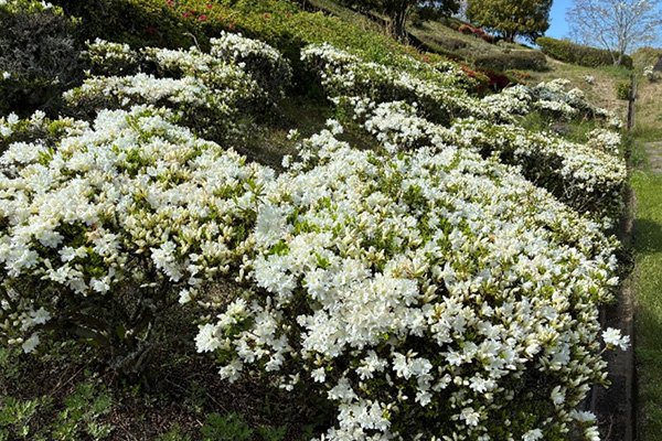 開花状況の写真3