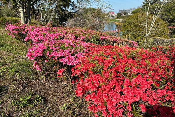 開花状況の写真4