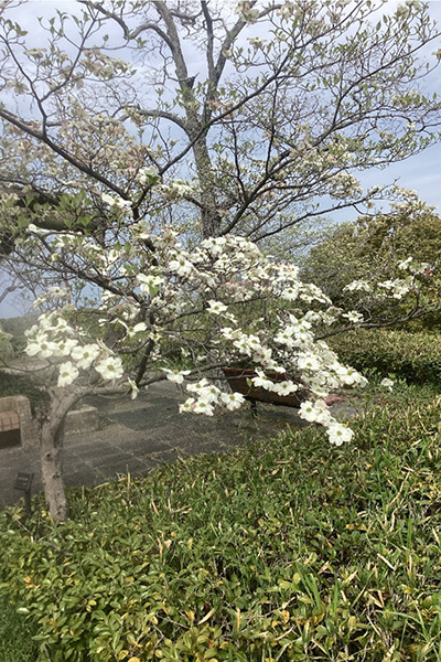 開花状況の写真5
