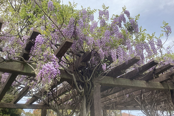 開花状況の写真6