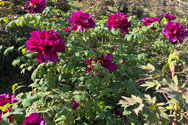 開花状況の写真7