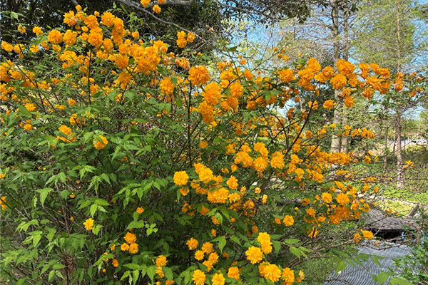 開花状況の写真8