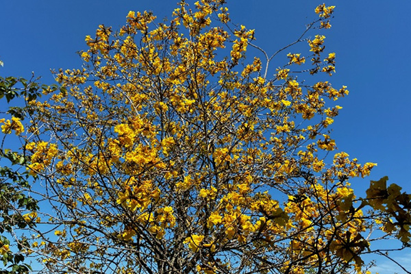 開花状況の写真2
