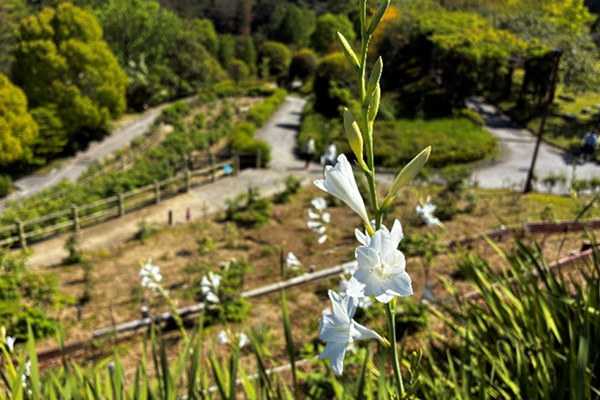 開花状況の写真4