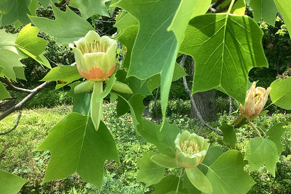 開花状況の写真4