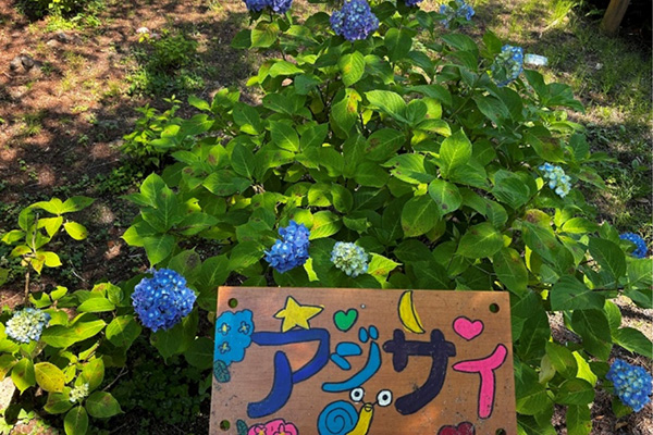 開花状況の写真4