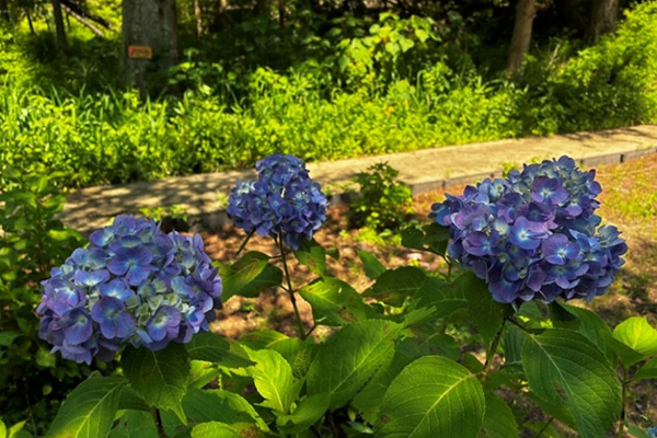 開花状況の写真5