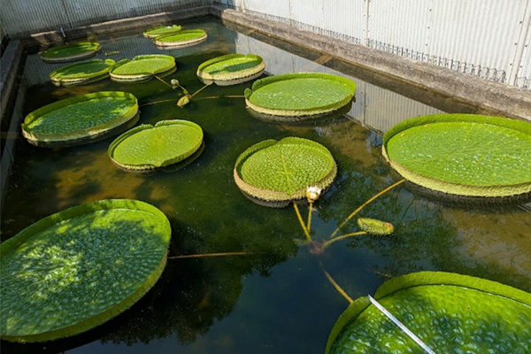 開花状況の写真2
