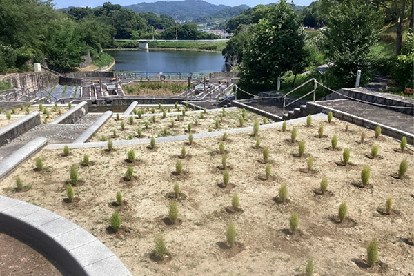 開花状況の写真5