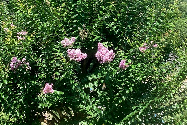 開花状況の写真3