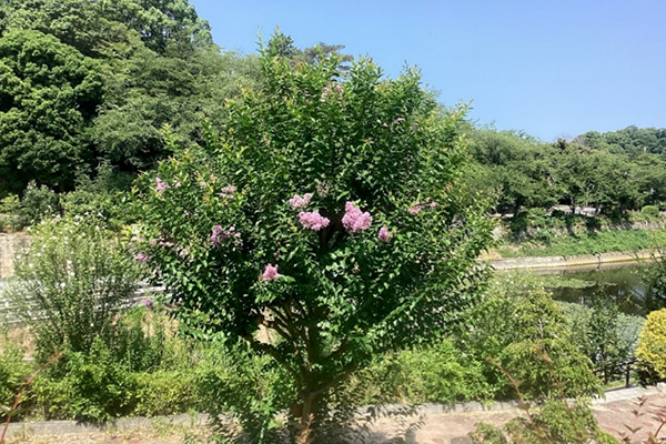 開花状況の写真3