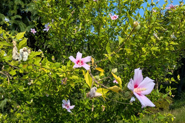 開花状況の写真3