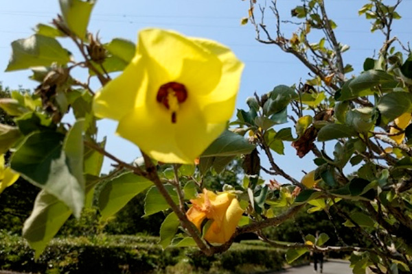 開花状況の写真3