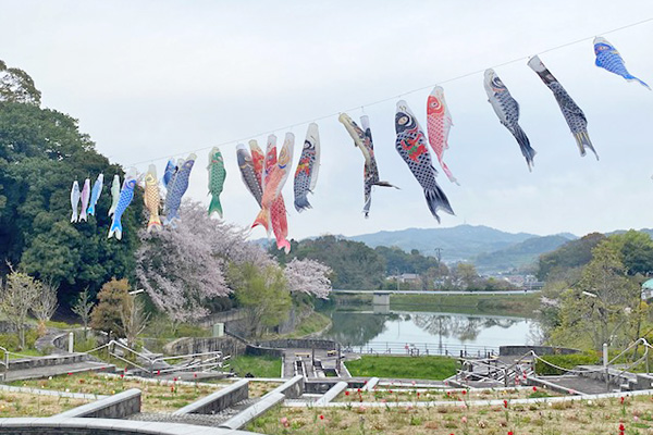 鯉のぼりの写真1