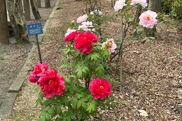 開花状況の写真2