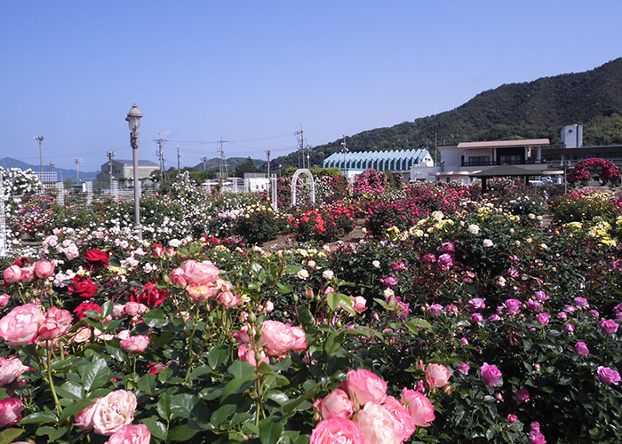 開花状況の写真1