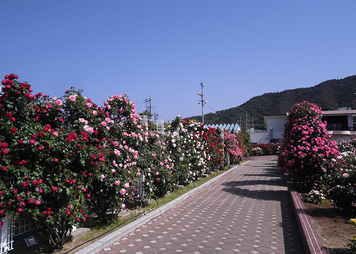 開花状況の写真2
