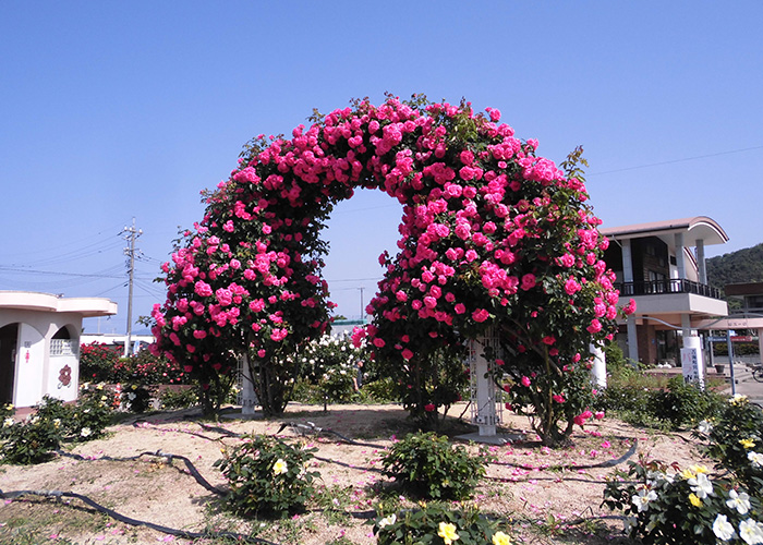 開花状況の写真3